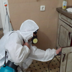 Дезинфекция от муравьев в квартире в Мариинске